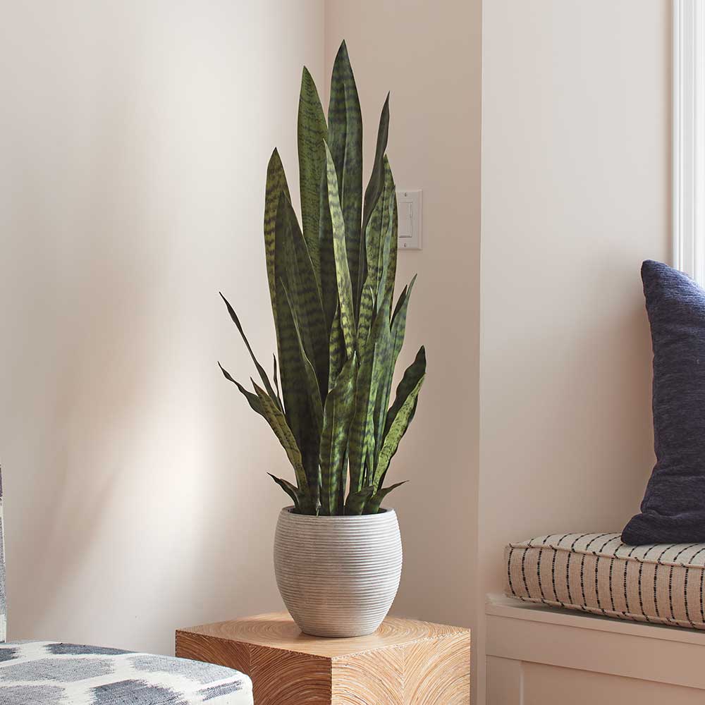Psychological Benefits of Having Plants in Your House and Workspace - Faux Snake Plant