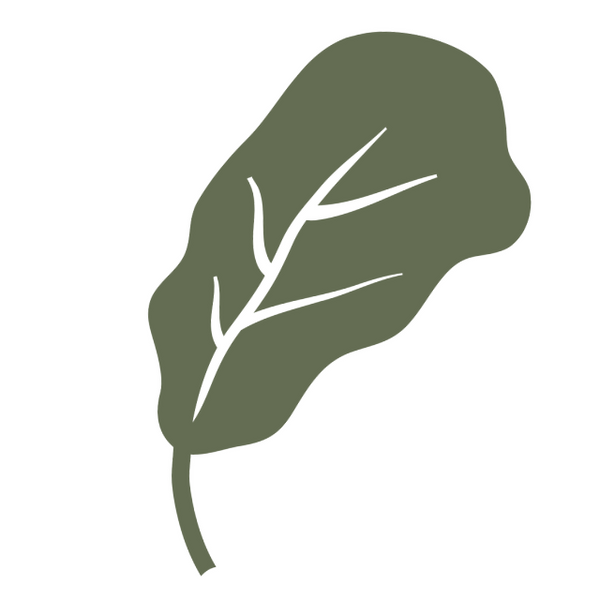 Fiddle Leaf Fig Leaf Icon