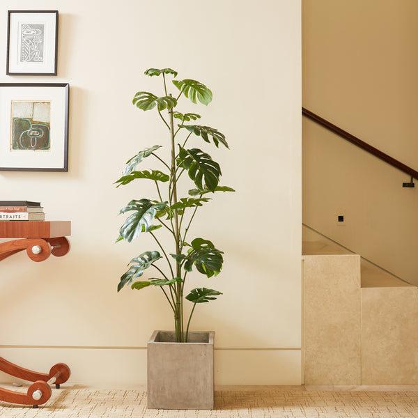 5' Monstera with Lifestyle Imaging in Concrete Planter