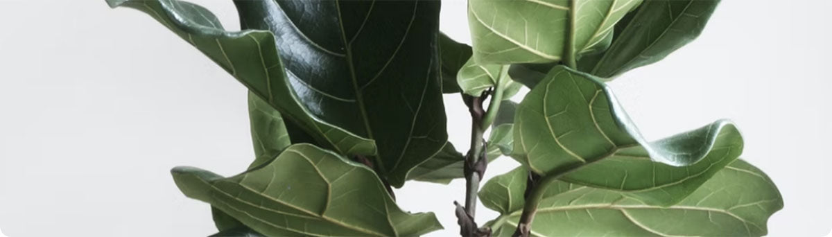 Close-up view of faux fiddle leaf fig leaves