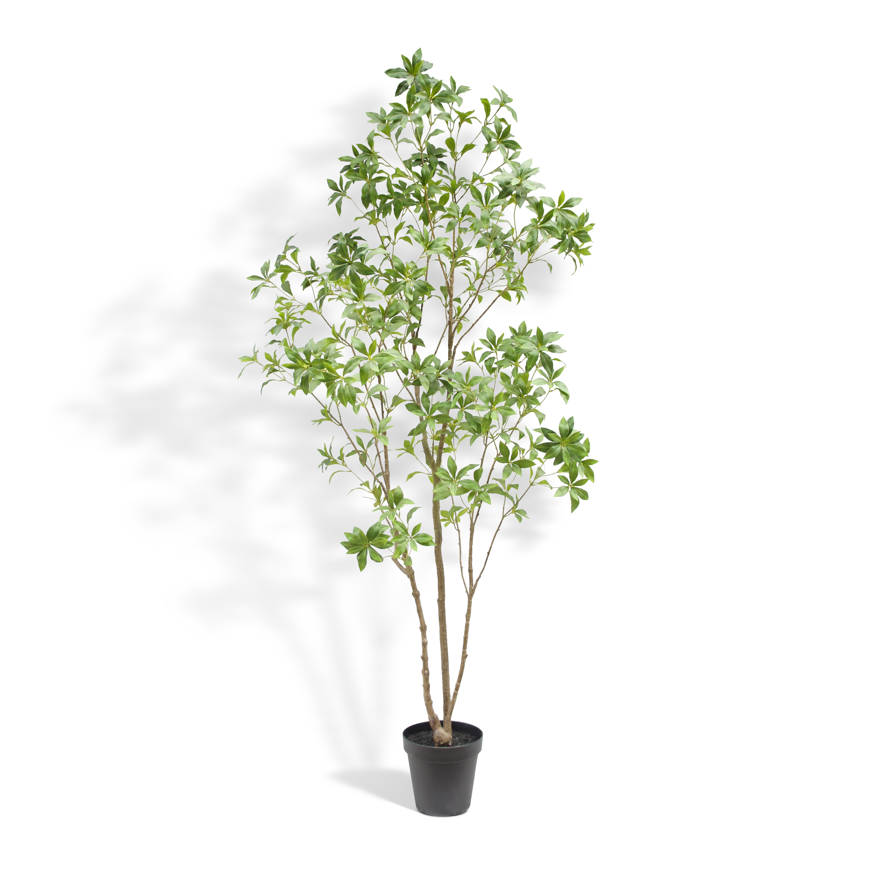 7' Faux Laurel Tree on White Background