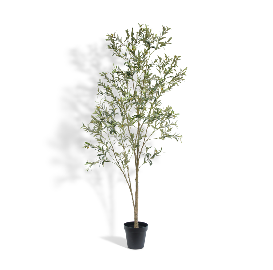 7' Faux Wispy Olive Tree on White Background