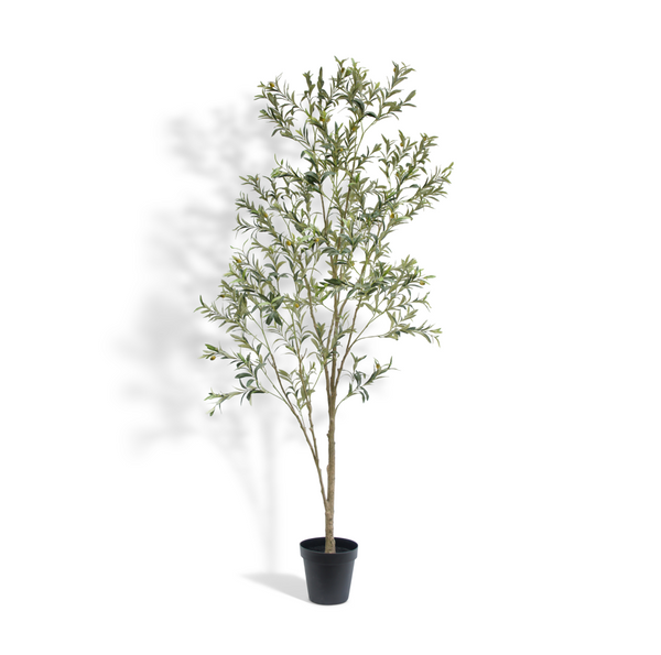 7' Faux Wispy Olive Tree on White Background