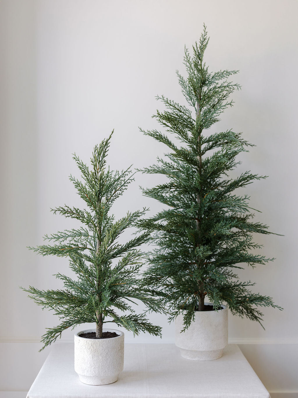 Cedar Trees - both sizes