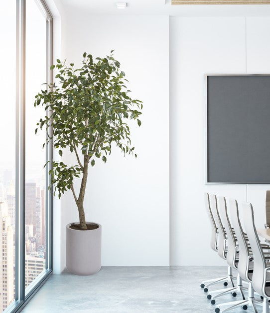 CG Hunter ficus tree in commercial conference room in office building