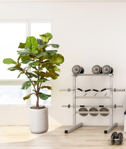 CG Hunter fiddle leaf fig tree in a commercial fitness center