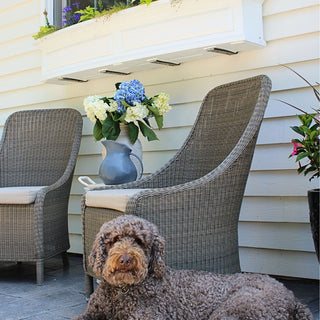 Pet-Friendly Plants: Why Faux Greenery Is the Safe Luxury Choice - CG Hunter
