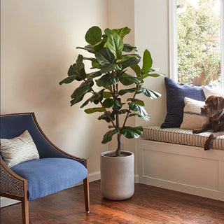 Are Fake Plants Tacky?