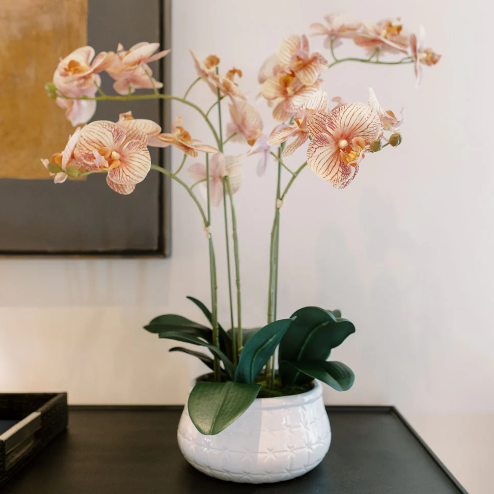 Our Orange Orchid is a Star