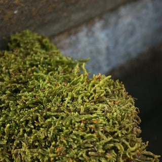 Styling the Magnolia Tree with Moss (Featuring Chase Hill)