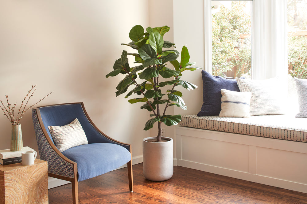 Faux Fiddle Leaf Fig Tree in modern pot - a perfect additional to your home or office - no watering required.  Top of the line faux plants - most life-like artificial plants on the market