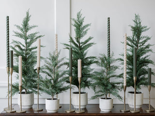 Holiday Christmas Cedar Pine Trees