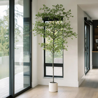 Maxwell + Sienna Large Trees