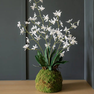 Maxwell + Sienna Small Botanicals