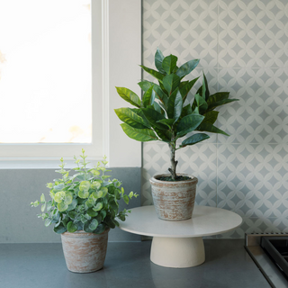 Beautifully arranged faux 10" eucalyptus and 16" citrus topiary set in natural terracotta pots by CG Hunter, adding a luxurious touch to modern kitchen decor.