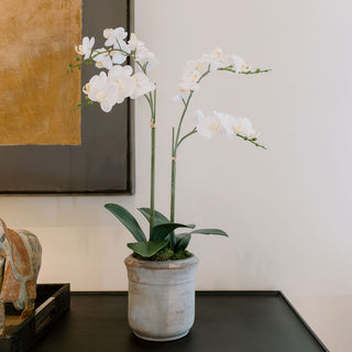 Lifelike 2-Stem Phalaenopsis White Orchid by CG Hunter, elegantly displayed in a chic pot, bringing timeless beauty and sophistication to home decor.