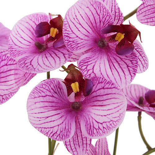 23" Phale Orchid