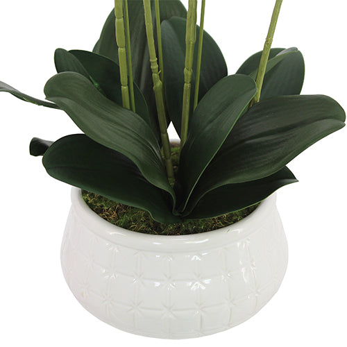 23" Phale Orchid