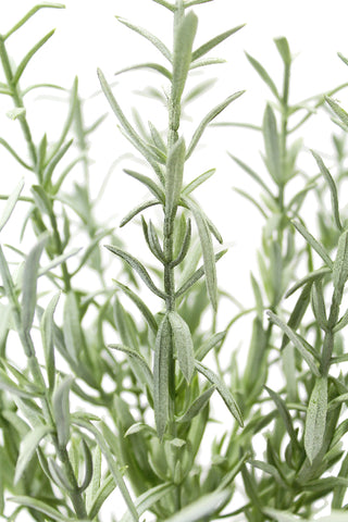 Close-up of rosemary foliage from the 12" Rosemary & 16" Olive Topiary Set by CG Hunter, emphasizing the realism of this faux topiary set, suitable for houseplants, spring faux themes, and tabletop plants.