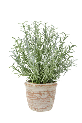 Full view of the rosemary topiary from the 12" Rosemary & 16" Olive Topiary Set by CG Hunter, ideal for creating a spring faux atmosphere as a houseplant and stylish tabletop plant.