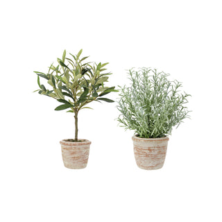 12" Rosemary & 16" Olive Topiary Set by CG Hunter featuring a lifelike faux topiary set displayed in natural terracotta pots, perfect for home decor. Ideal as a houseplant, spring faux, and tabletop plant.