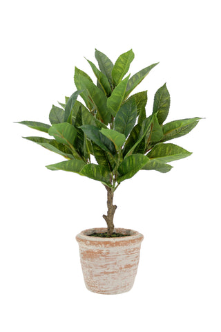 Complete view of the faux eucalyptus topiary in a natural terracotta pot, embodying sophistication and style, part of the CG Hunter 10" Eucalyptus and 16" Citrus Topiary Set.
