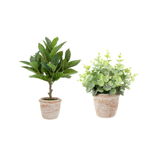 Lifelike faux 10" eucalyptus topiary and 16" citrus topiary set in natural terracotta pots by CG Hunter, showcasing lush green foliage perfect for elegant home decor.