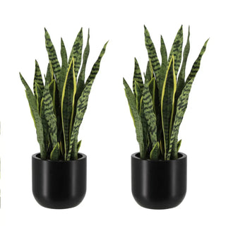 Two snake plants in black pots on a white background
