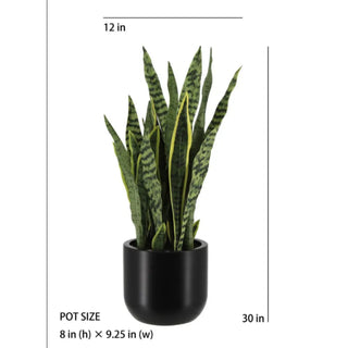 Potted plant with dimensions indicated on a white background