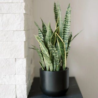 Potted snake plant on a surface with a light background