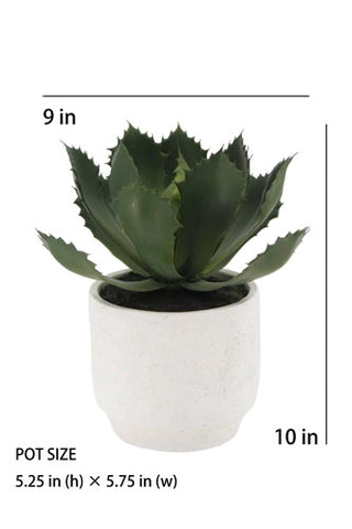 Potted plant with dimensions indicated on a white background