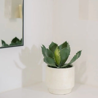 Potted plant on a white surface with a mirror in the background