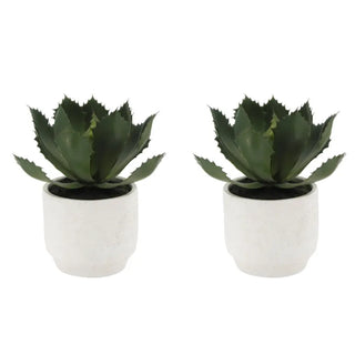 Two green potted plants in white pots on a white background