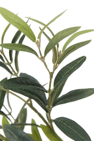 Close-up of green leaves on a white background
