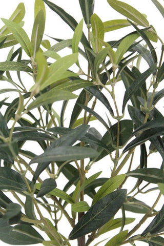 Close-up of green leaves on a white background