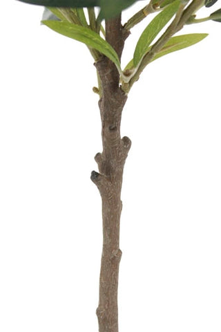 Close up of an olive branch on white background 