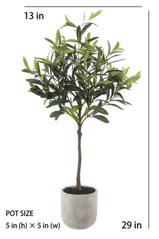 Potted plant with dimensions labeled on a white background
