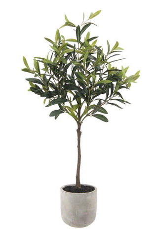 Potted plant with green leaves on a white background
