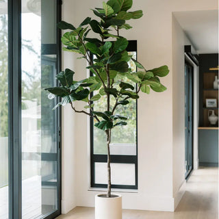 Potted fiddle leaf fig plant in a modern indoor setting with large windows.