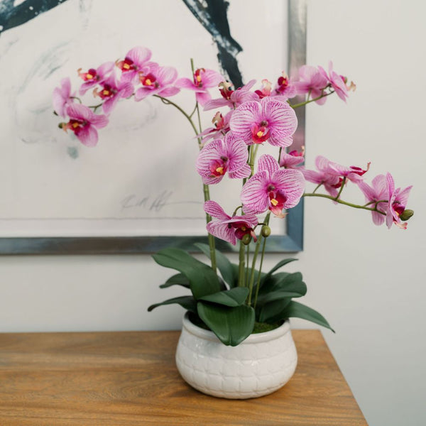 23" Phale Orchid