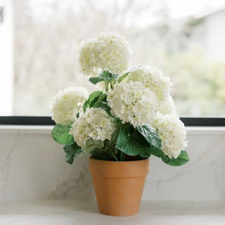 Potted plant with white flowers on a marble surface