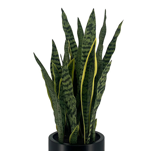 faux snake plant stems CG Hunter 30" Snake Plant in Green