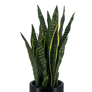 30" Snake Plant