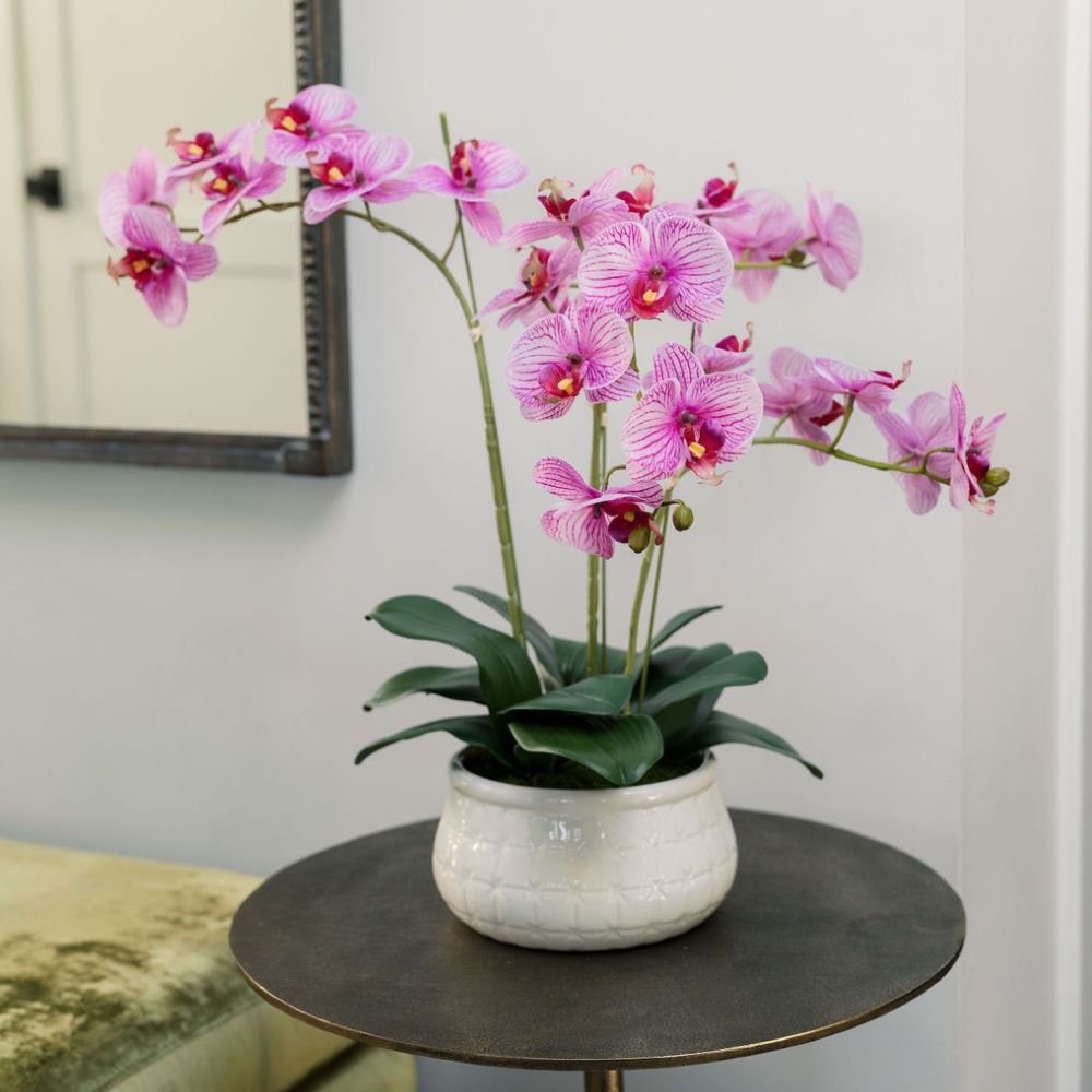 23" Phale Orchid