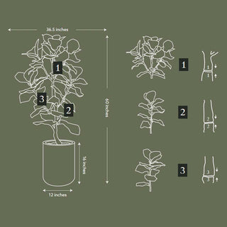 Dimensions illustration of the 5' artificial Fiddle Leaf Fig Tree by CG Hunter, highlighting its sophisticated design for effortless home decoration.