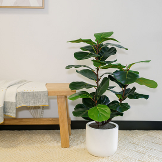 Elegant CG Hunter 3' Faux Potted Fiddle Leaf Fig Tree showcased beside contemporary furniture, adding a modern botanical touch to upscale home decor.