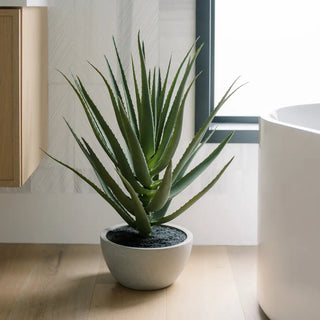 Potted aloe vera plant in a modern bathroom setting
