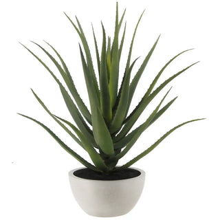 Large Aloe Vera Plant in grey stone pot on white background 