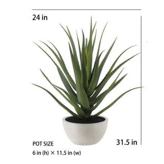 Potted plant with measurements on a white background