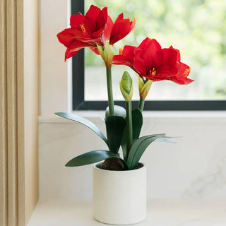 24" Red Amaryllis Arrangement in Pot
